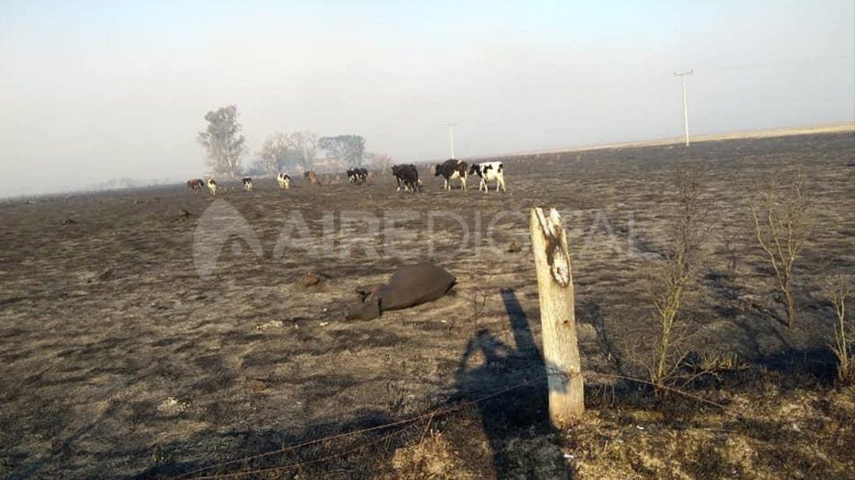 El pastizal quedó totalmente quemado. En la foto se observa además una vaca muerta y su cuerpo, quemado.
