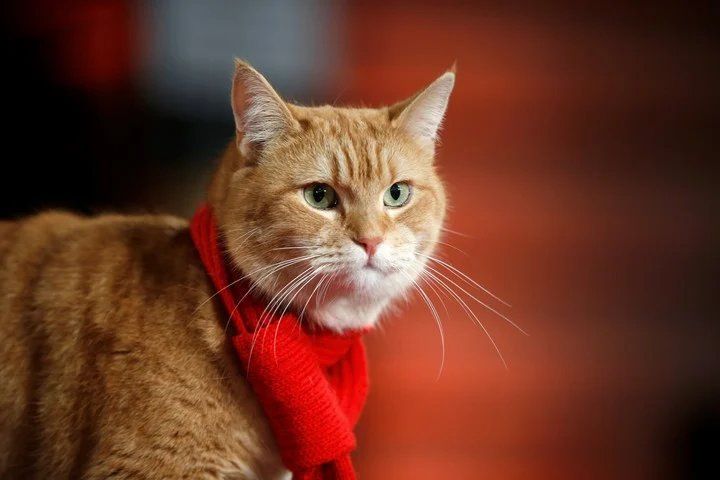 El Reino Unido está conmocionado por la historia de Garfield, un gato que (a diferencia del conocido y sedentario felino de las tiras cómicas) no dudó en emprender una travesía de 64 kilómetros para volver con sus antiguos dueños (Imagen ilustrativa - AP).