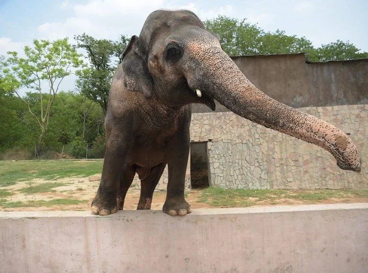 En 1990, Kaavan consiguió una compañera llamado Saheli. Pero después de la muerte de Saheli en 2012, la tristeza de Kaavan se agravó, por lo que pronto fue conocido como el elefante más solitario de Pakistán (AFP