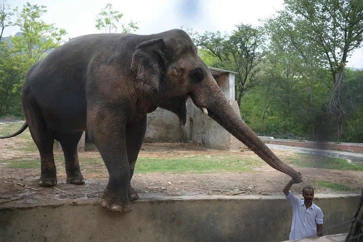Después del fallecimiento de su pareja, el elefante vivió encadenado durante tres años, hasta que la presión en las redes sociales llevó al zoo a quitarle las cadenas (AFP)