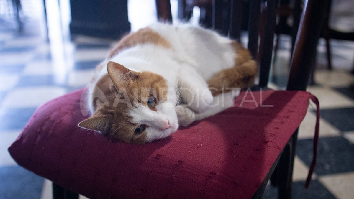 El gato del bar Tokio, llamado Neko, como se dice gato en japonés.