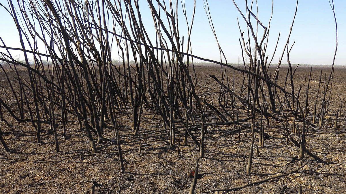 Así quedó parte de la vegetación quemada en el humedal del delta del Paraná.