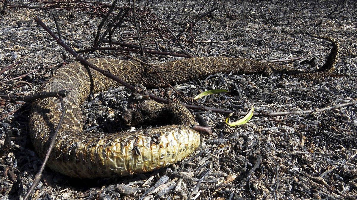 Cientos de restos de serpientes se encontraron entre los pastizales arrasados por el fuego.