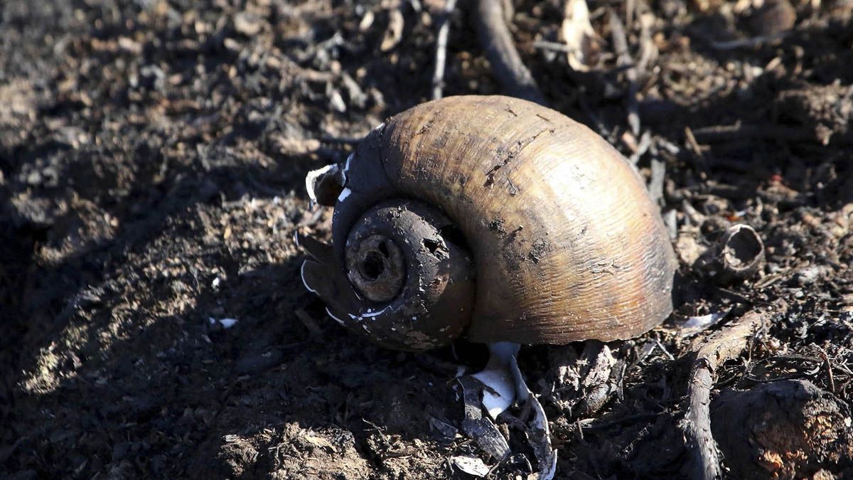 Incontable cantidad de especies sufren los embates del fuego en los humedales.