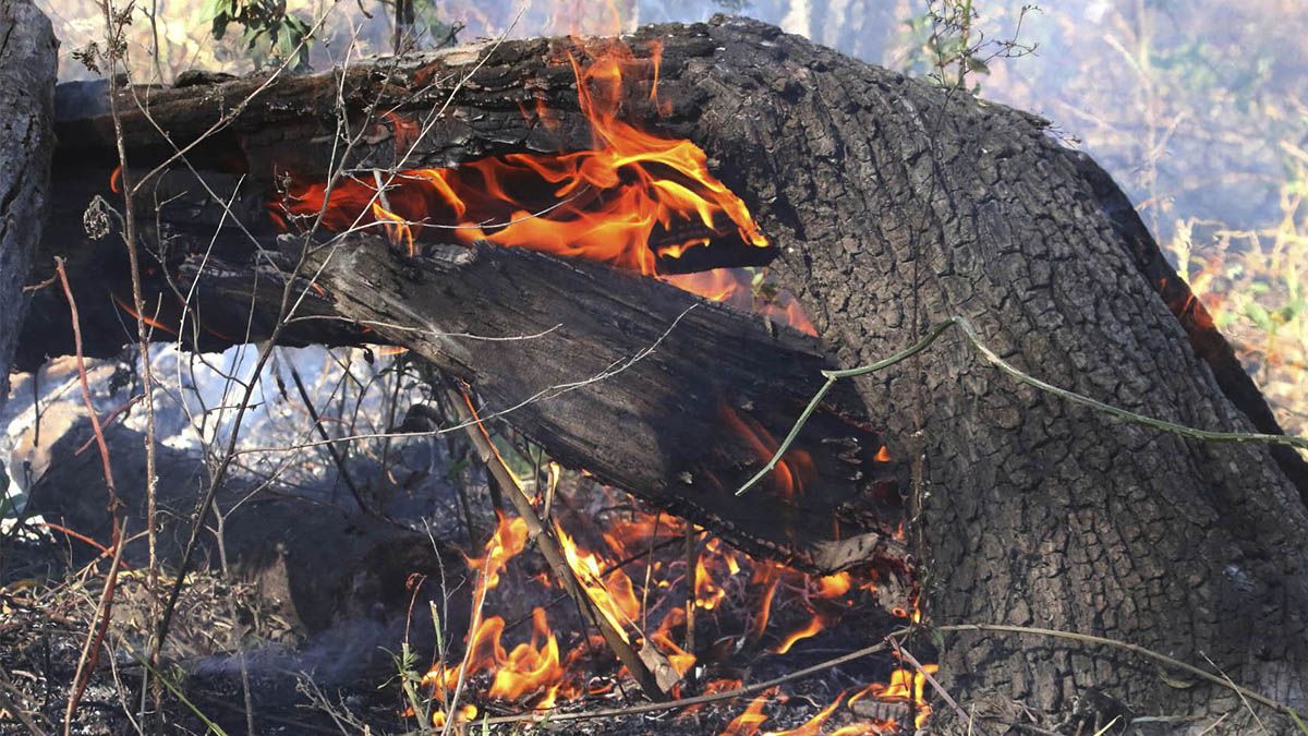 Los incendios en el Delta han arrasado ya un área equivalente a cinco veces la ciudad de Rosario.