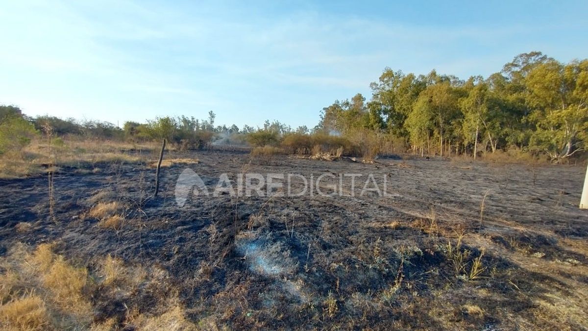 El incendio tuvo lugar muy cerca de un bosque de eucalipto, una vegetación muy combustible.