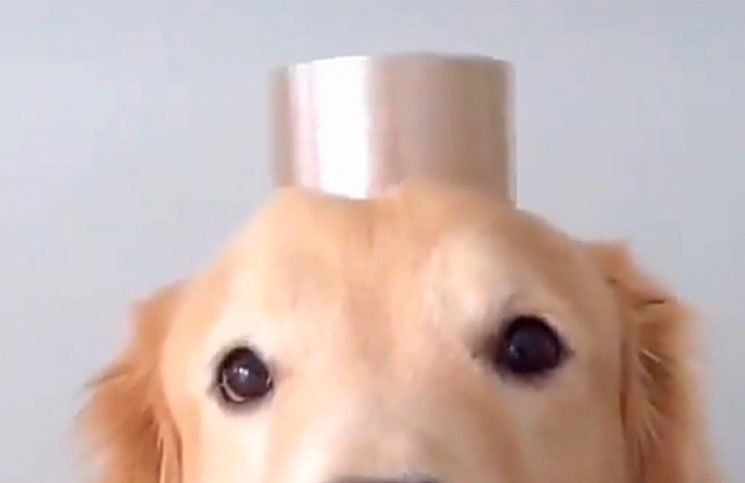 Un perro protagonizó su videoclip de la canción “Una calle me separa” y se volvió viral