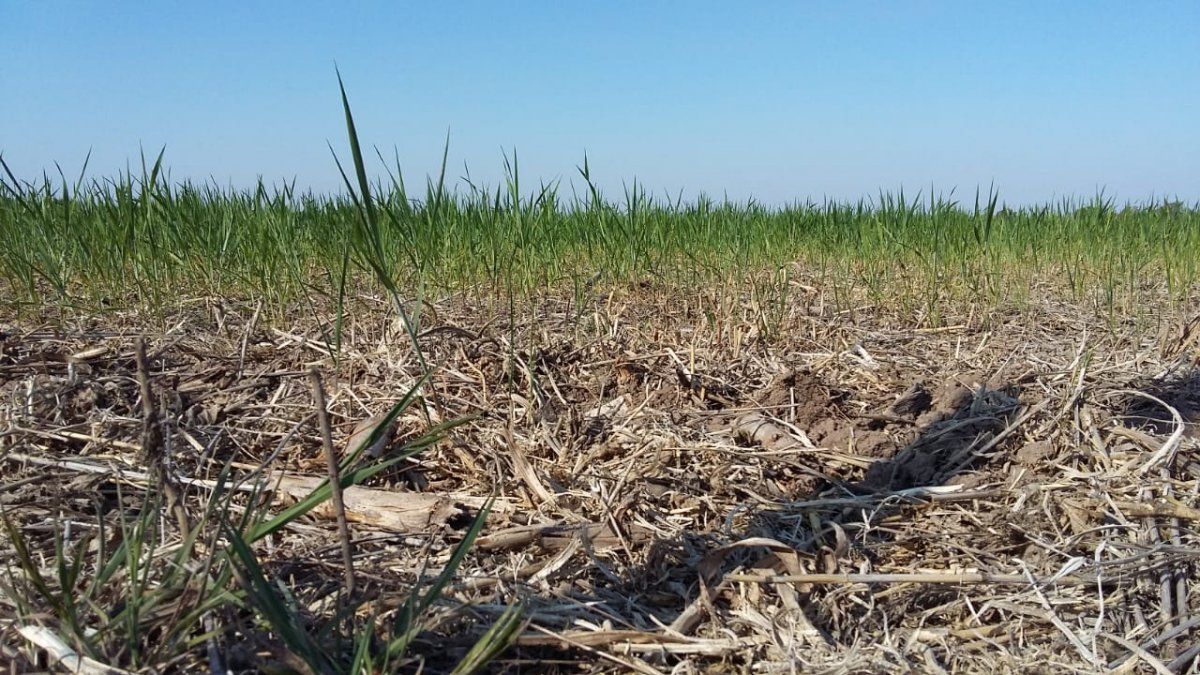 160.000 hectáreas de trigo se encuentran en malas condiciones. Muchas ya se dan por perdidas y van a ser pasto para los animales en poco tiempo.
