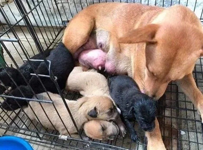 La perrita estaba embarazada