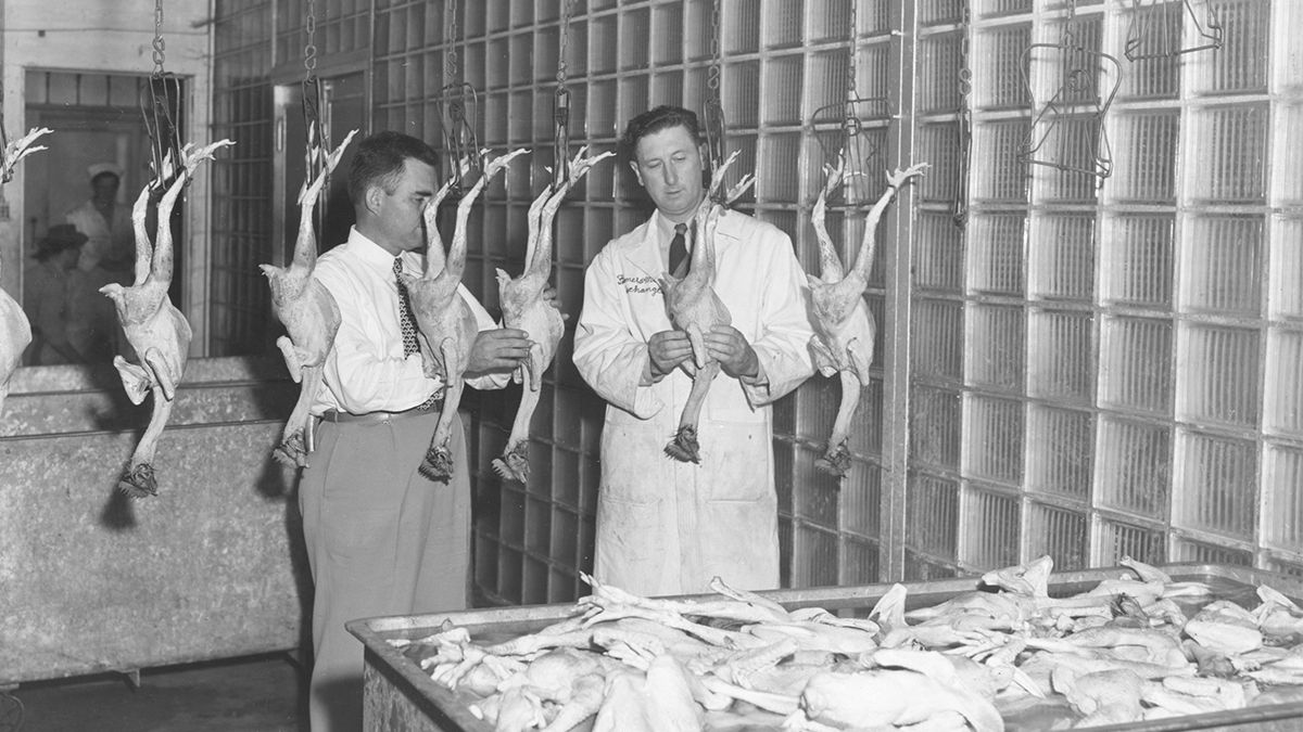 Las empresas alimenticias comenzaron a experimentar con la genética de los pollos.