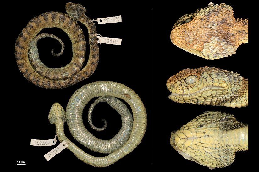 Holotipo de 'Atheris hetfieldi' en la Academia de Ciencias de California.