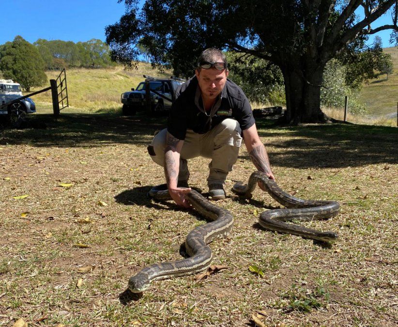 El especialista Steven Brown libera en la naturaleza a las dos pitones capturadas en una casa en Australia.