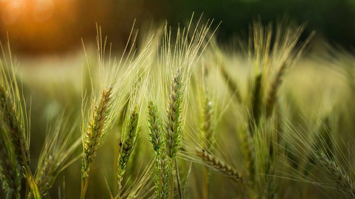A pesar de las recientes lluvias, por las limitaciones de crecimiento que ha sufrido el trigo en lo que va del ciclo se prevén mermas irreversibles sobre el potencial de rinde de la cosecha.