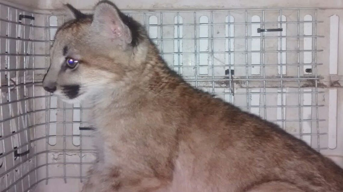 Cuando se encuentra un puma en un pueblo o una ciudad, es necesario capturarlo para luego liberarlo en un ambiente natural.