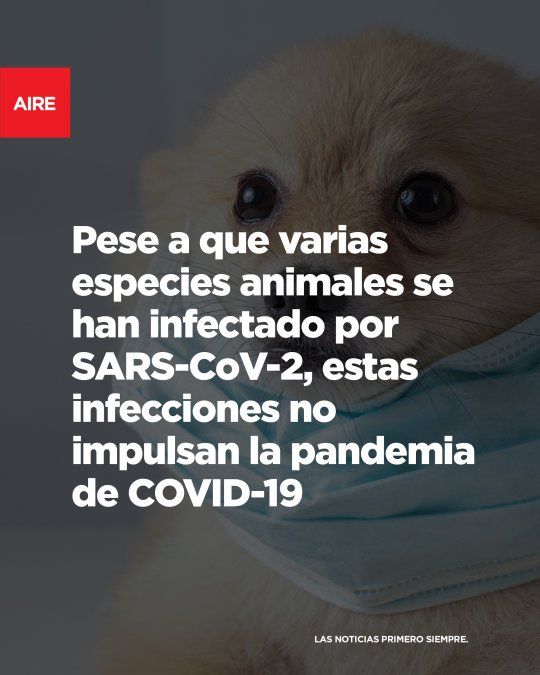 Covid-19 es posible en animales pero no impulsan la pandemia.