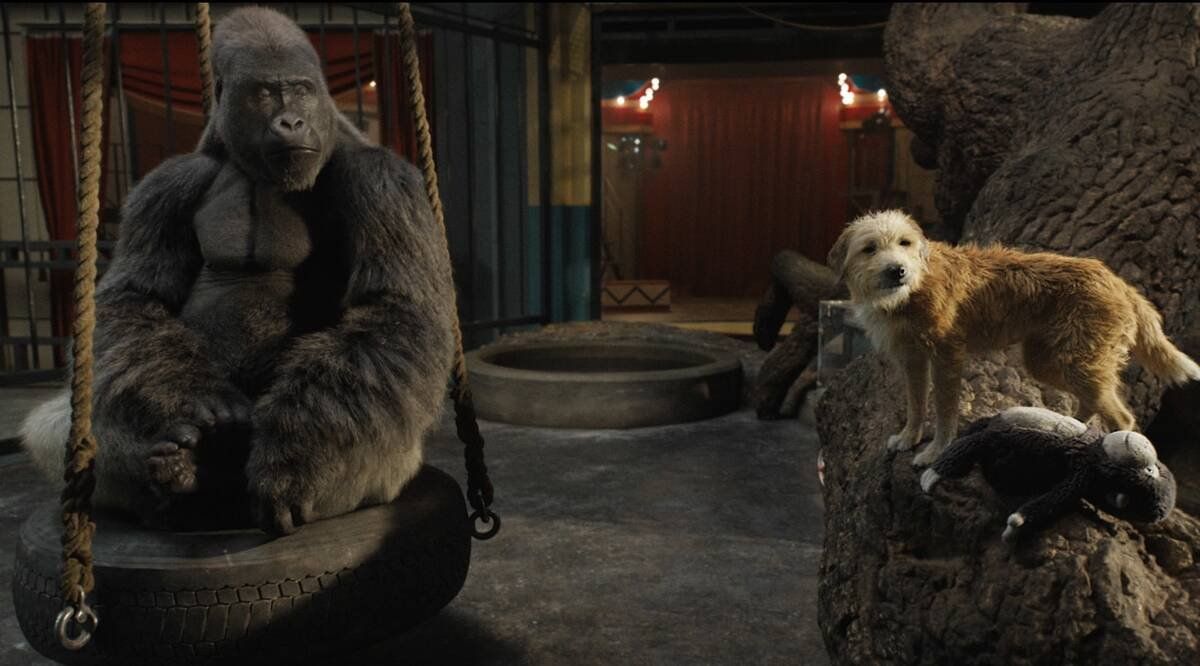 La historia real de Ivan el gorila está protagonizada por las voces de Sam Rockwell (como Ivan), Angelina Jolie , Danny DeVito , Helen Mirren , Brooklynn Prince , Chaka Khan , Ron Funches , Phillipa Soo y Mike White, con humanos personajes interpretados por Ramón Rodríguez, Ariana Greenblatt y Bryan Cranston .