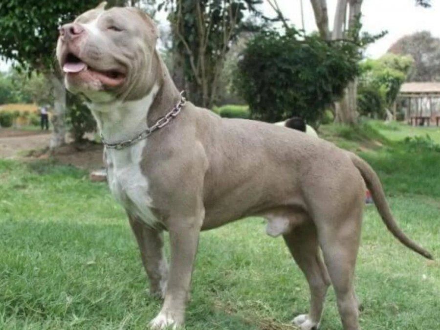 De acuerdo a lo señalado por los informantes, el cuerpo sin vida yacía boca abajo en el sector del living y presentaba la falta de parte del cuero cabelludo, como también marcas en el rostro, similares a las mordeduras de un perro. | Imagen ilustrativa