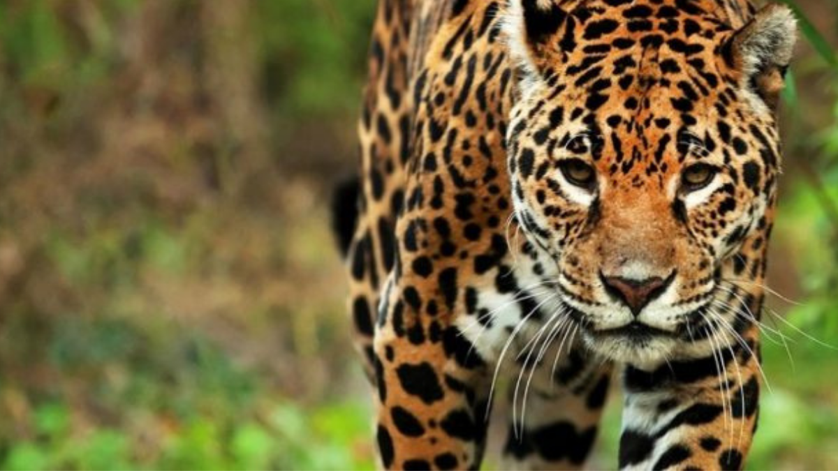 El informe de la ONU presenta ocho “transiciones” que son urgentes encarar