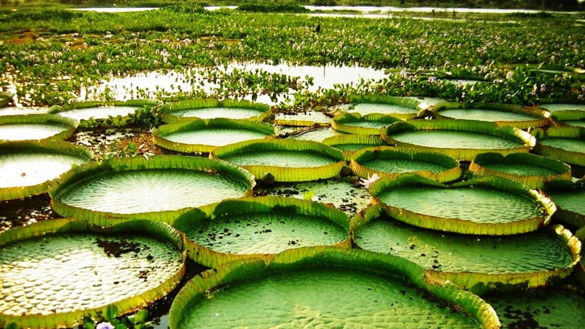 Naciones Unidas dio a conocer el V informe de Perspectiva Mundial sobre la Diversidad Biológica (GBO-5),