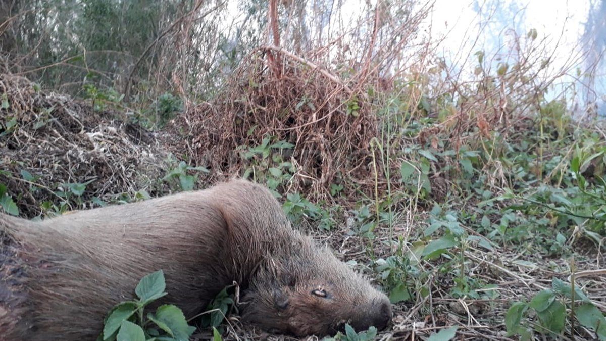 La imagen que muestra cómo el incendio de Sauce Viejo arrasa con los animales de la zona. 