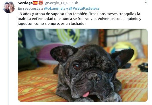Otro perrito que superó el cáncer