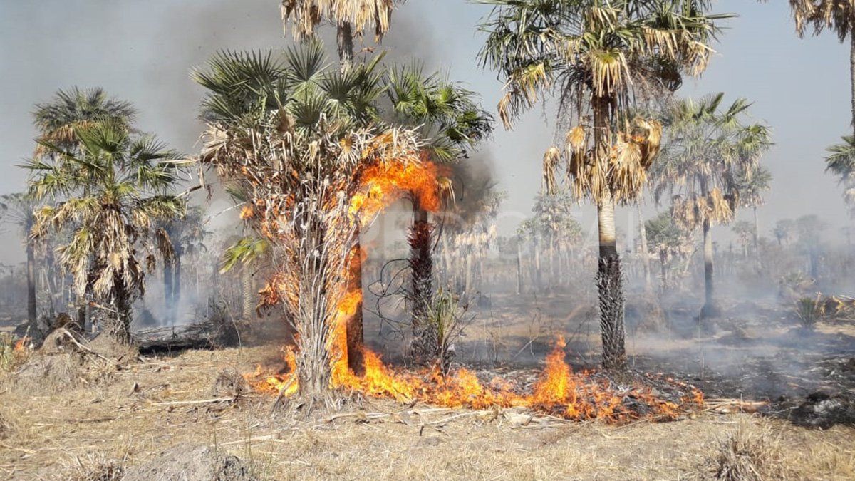 Los incendios en el norte provincial consumieron gran cantidad de vegetación. 