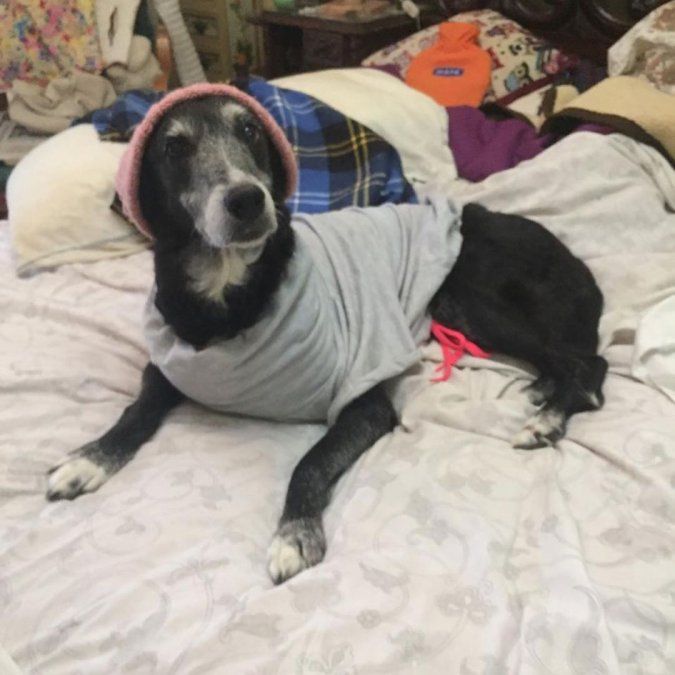 Feudale despidió a "Mía", su perrita.