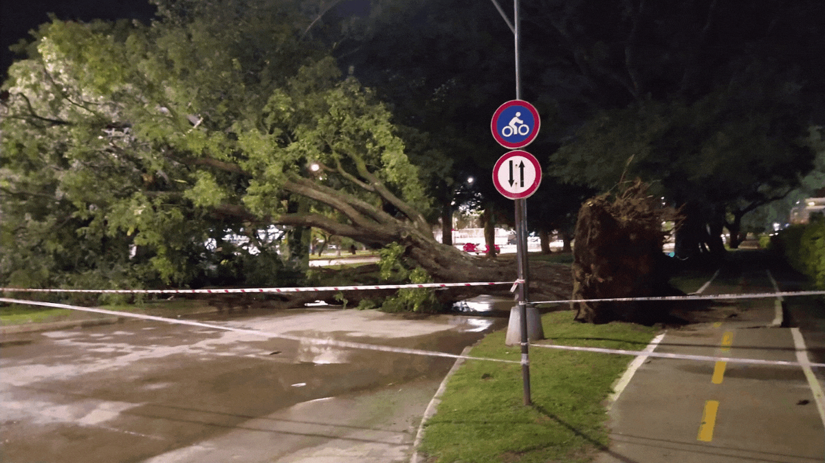 Un árbol se cayó sobre la colectora de Avenida Leandro N. Alem de la ciudad de Santa Fe. Un árbol se cayó sobre la colectora de Avenida Leandro N. Alem de la ciudad de Santa Fe.