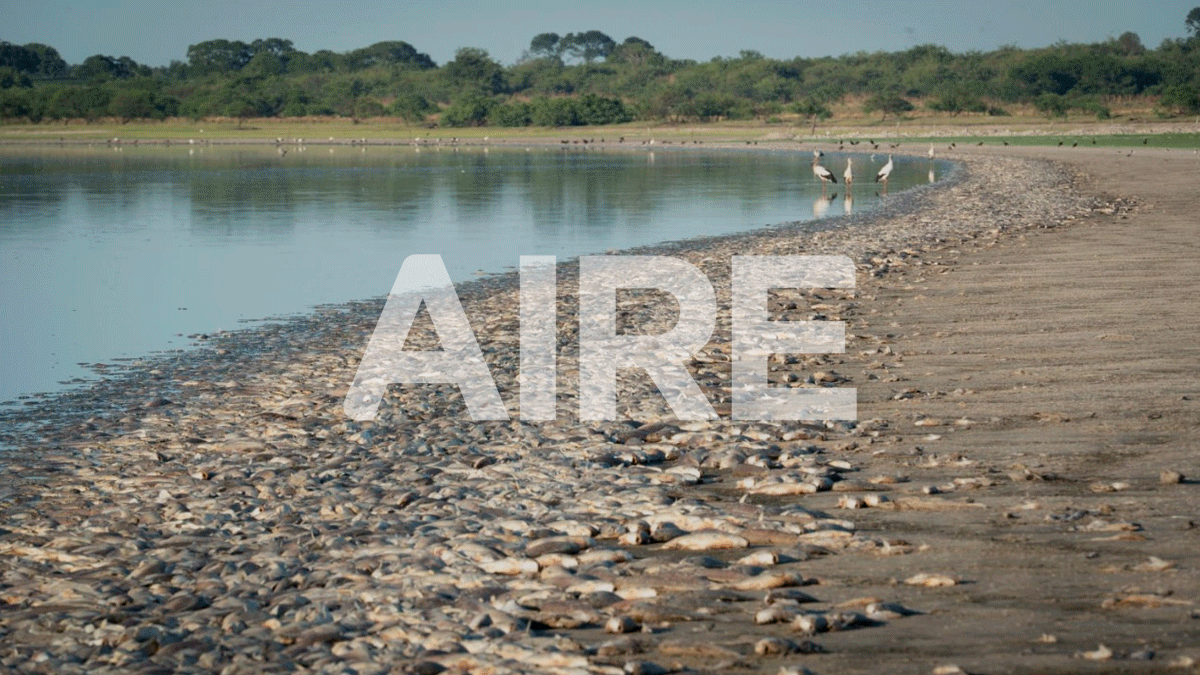 Miles de peces muertos en la Laguna del Plata: las imágenes de AIRE