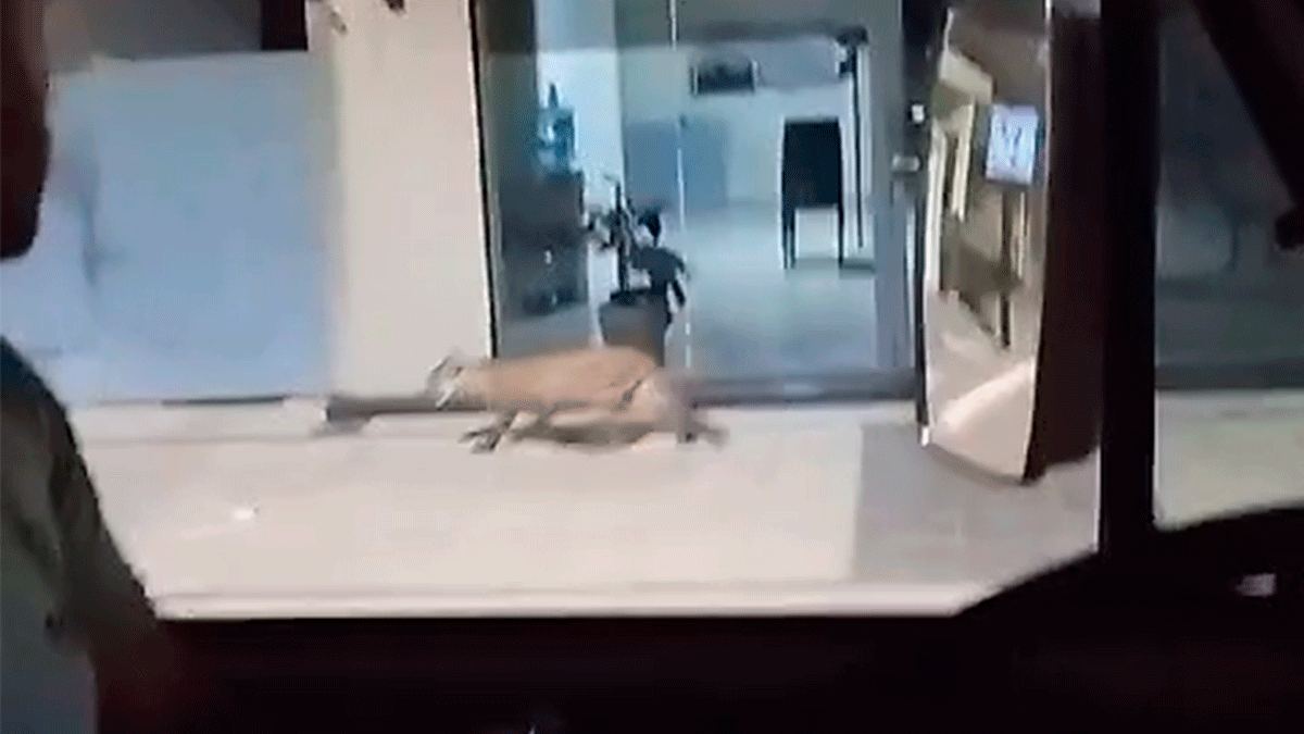 El puma apareció este viernes a la mañana en las calles de Franck.