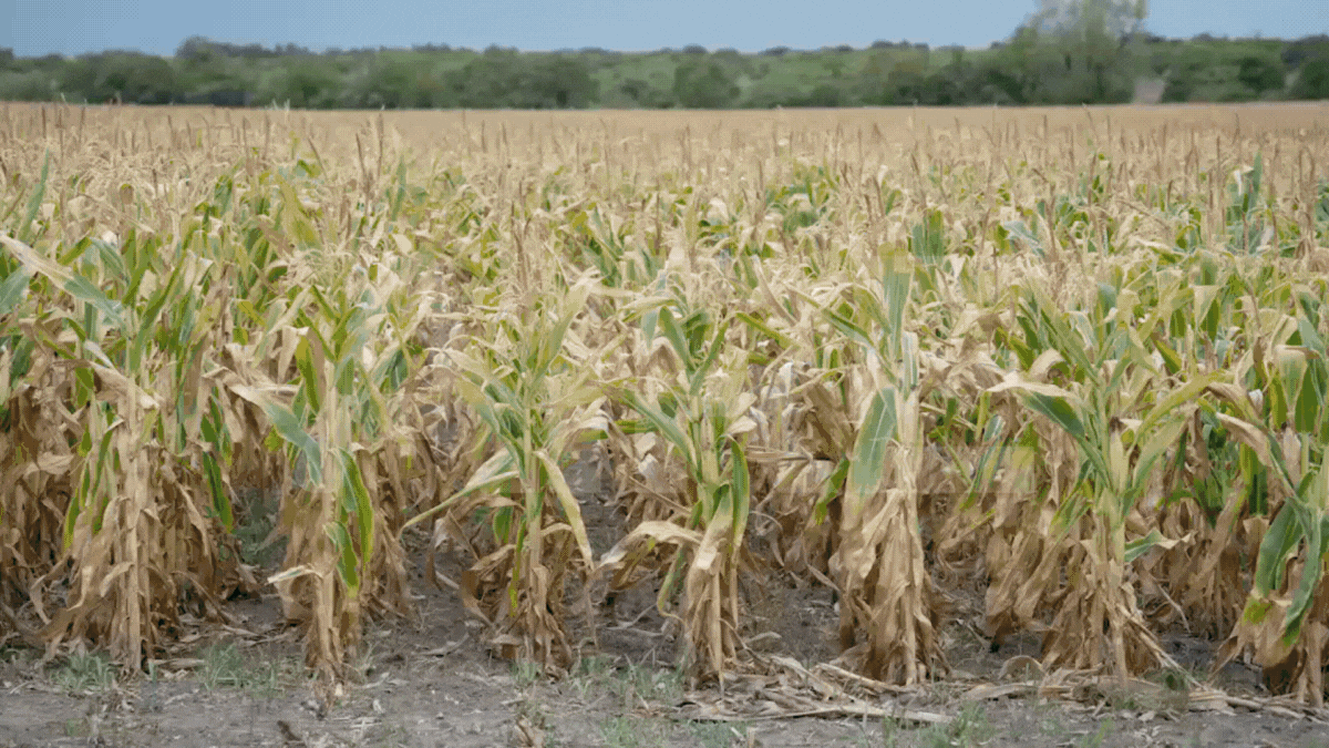 La prolongada sequía que afectó a Santa Fe