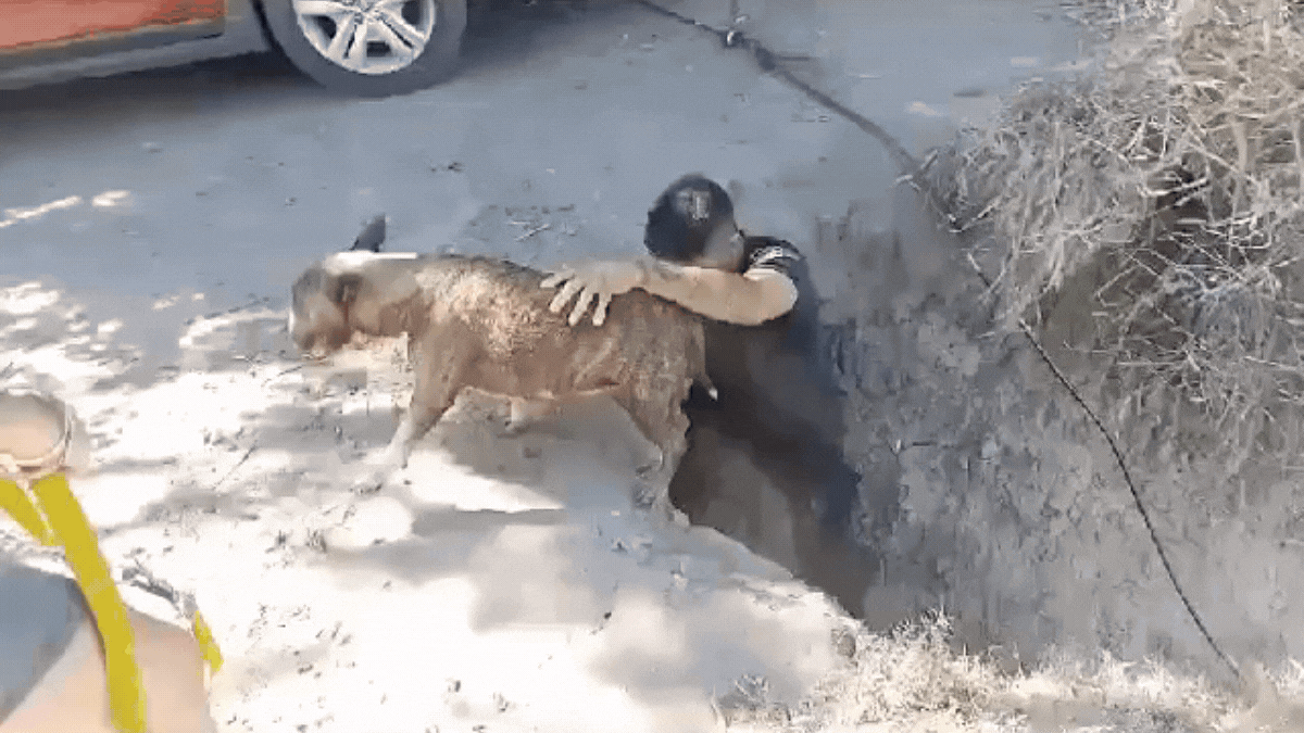 Rescate heroico: salvaron a un perro que cayó al río Coronda desde una barranca en Sauce Viejo