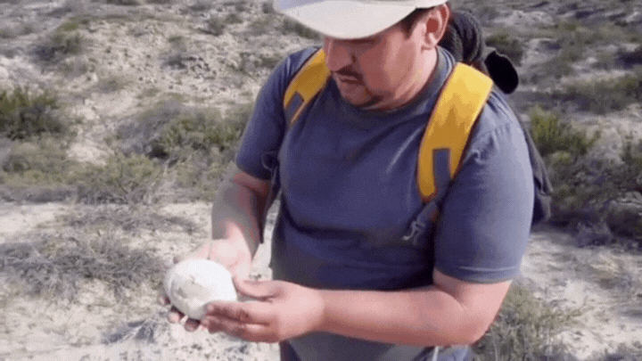 La Expedición Cretácica I del Conicet halló un huevo fósil de un dinosaurio de más de 70.000 millones de años. La Expedición Cretácica I del Conicet halló un huevo fósil de un dinosaurio de más de 70.000 millones de años.