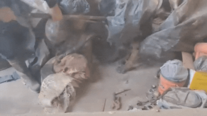 AIRE accedió al video del momento en el que capturan al puma para poder trasladarlo. 