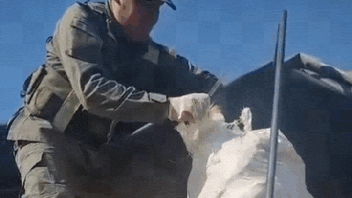 Las tortugas eran trasladadas dentro de bolsas de arpillera