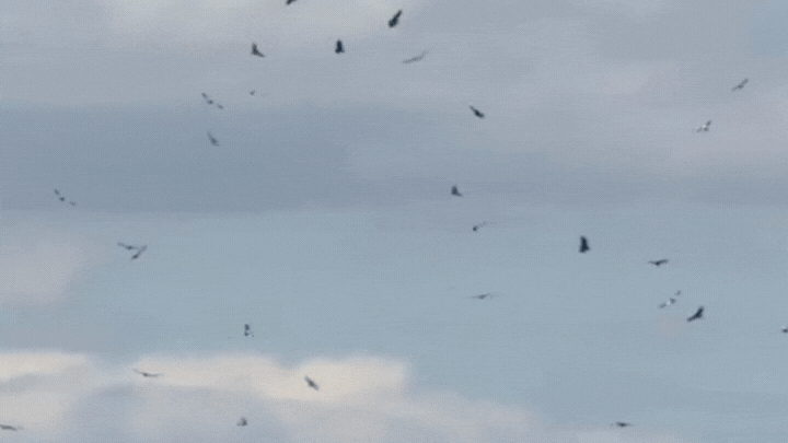 Más de 90 cóndores andinos fueron avistados juntos en Mendoza