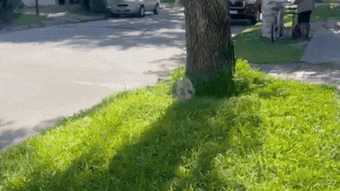 El gallo Cocó sobrevivió al ataque con un rifle de aire comprimido y ahora será adoptado por una vecina de barrio Ciudadela.