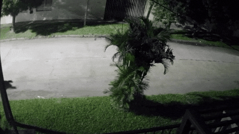 Las cámaras de seguridad de la zona captaron a un hombre cargando al hombro un gran rollo del tejido robado del Club Vial.