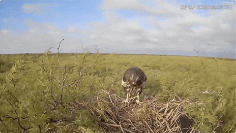 Transmiten en vivo un nido de águila coronada y esperan el primer vuelo del pichón.