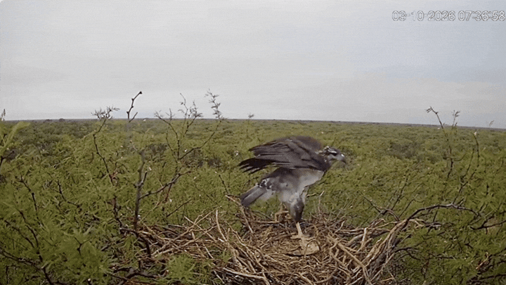 Transmiten en vivo un nido de águila coronada y esperan el primer vuelo del pichón.