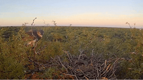 Transmiten en vivo un nido de águila coronada y esperan el primer vuelo del pichón.