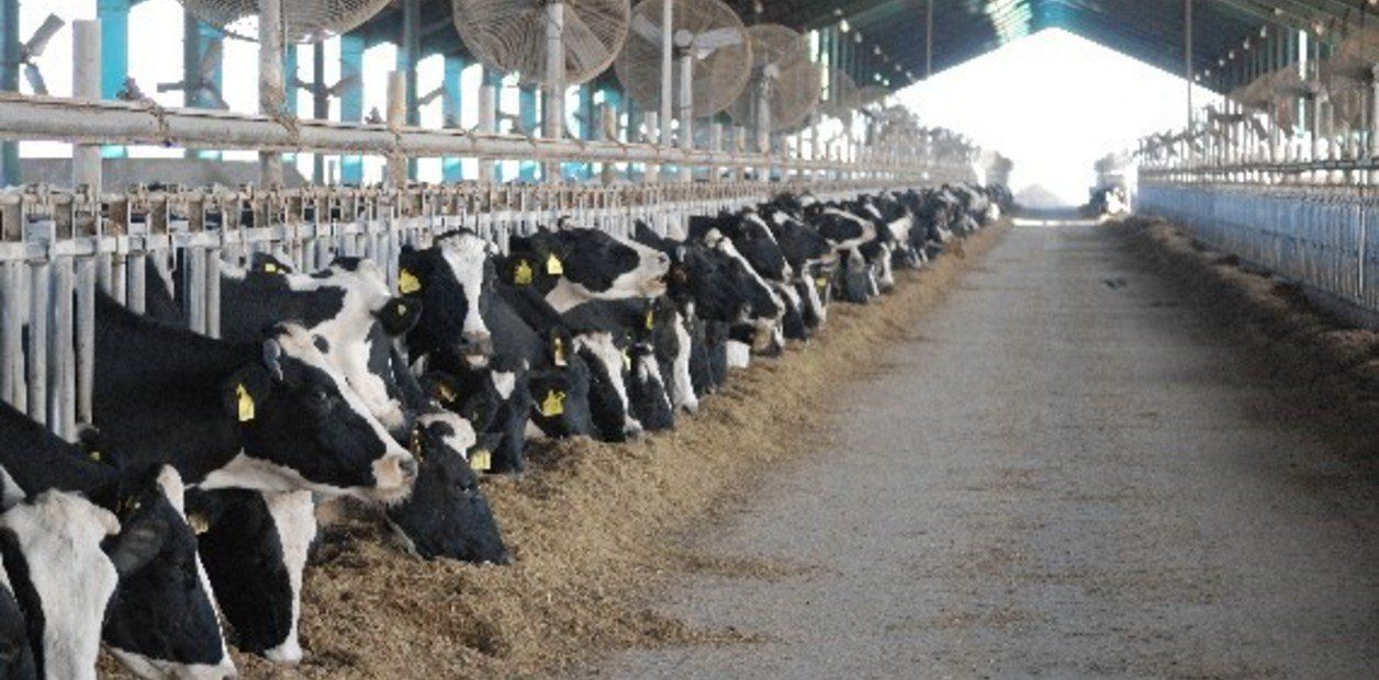 Resultado de imagen para tambo