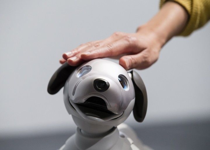 Aibo será capaz de aprender nuevas palabras, gestos y ordenes de sus dueños. (Foto:Keith Bedford/Bloomberg)