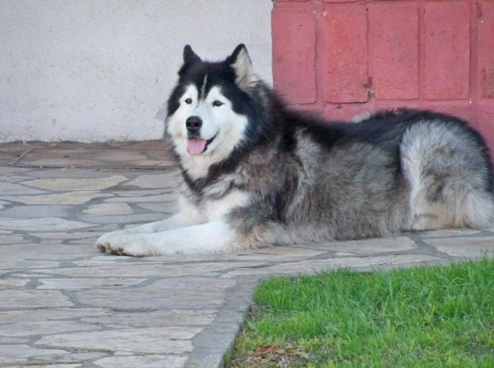 Chornyk fue robada en Mar del Plata (Facebook).