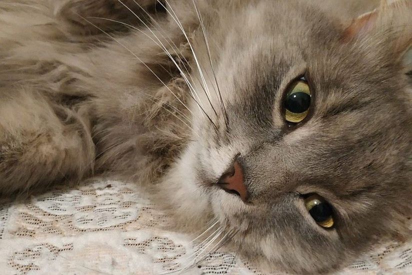 Un gato salva del coma y una posible muerte a su dueña embarazada Un gato salva del coma y una posible muerte a su dueña embarazada