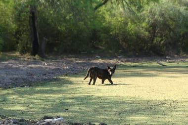 "La vida acá es linda. Siempre cuidamos a los animales que tenemos", cuenta Yisela