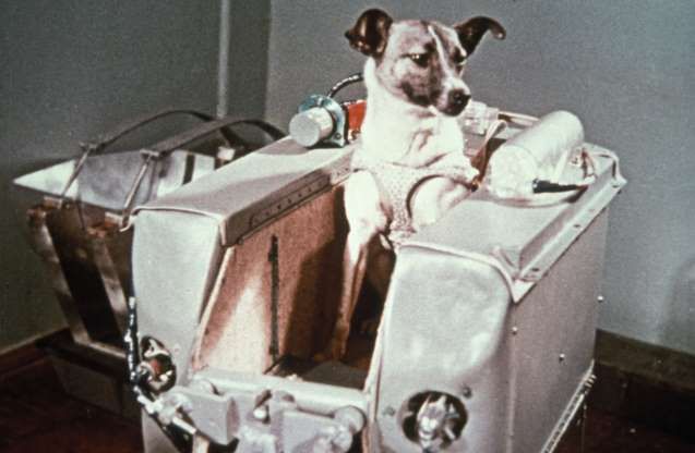 laika perros