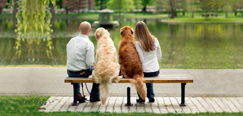 perro personas