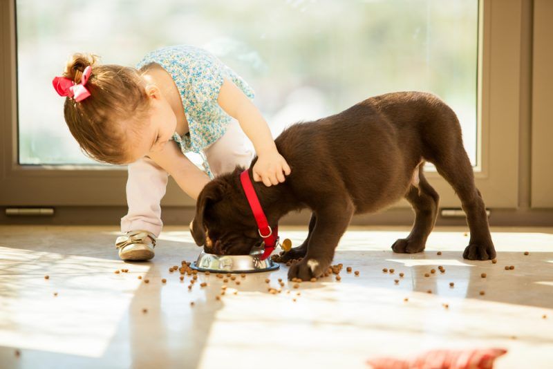 perro comer