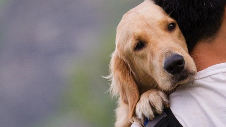 perro abrazo